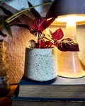 Helle Betondose mit roter Zimmerpflanze auf Büchern neben leuchtender Tischlampe