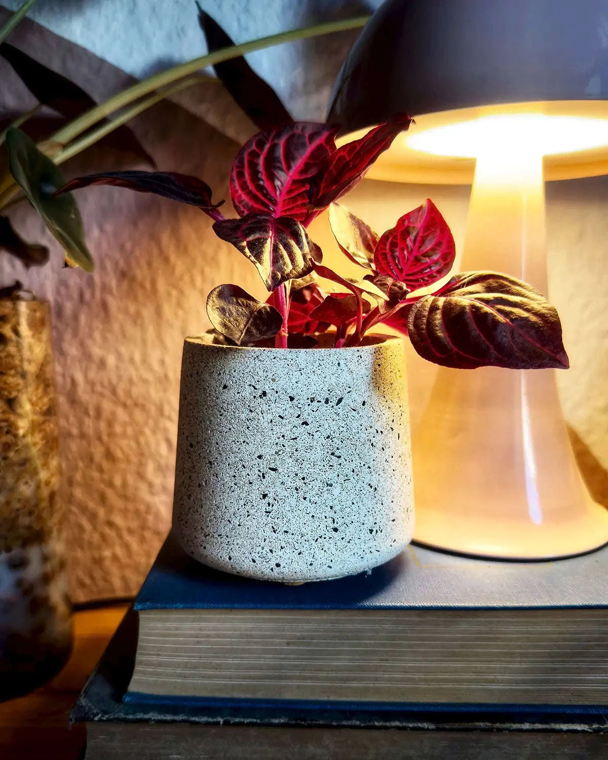 Helle Betondose mit roter Zimmerpflanze auf Büchern neben leuchtender Tischlampe