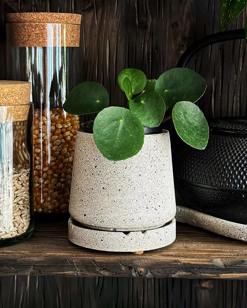 Pflanzgefäß aus hellem Beton mit Pilea auf Holzregal neben Vorratsgläsern und Teekanne
