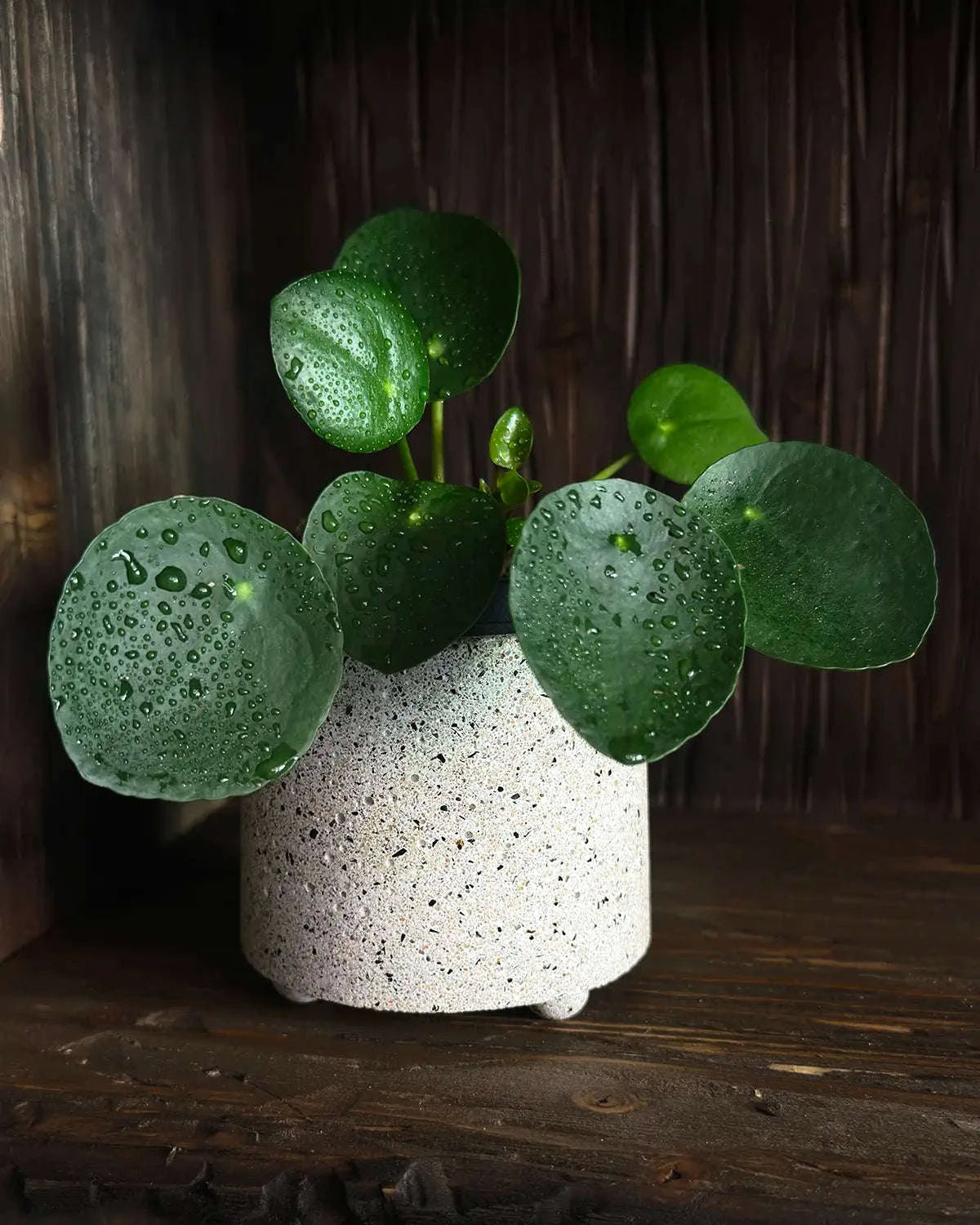 Helles Beton Pflanzgefäß mit Pilea auf dunklem Holzregal.